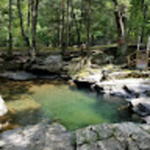 Meet your Posher, Forest